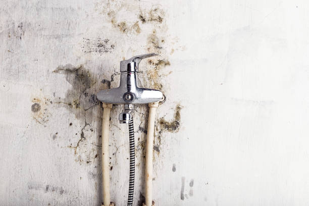 Best Same-Day Mold Removal  in Northampton, MA