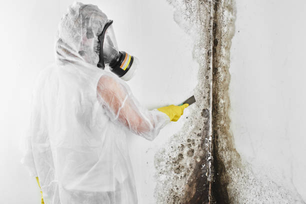 Best Emergency Mold Removal  in Northampton, MA