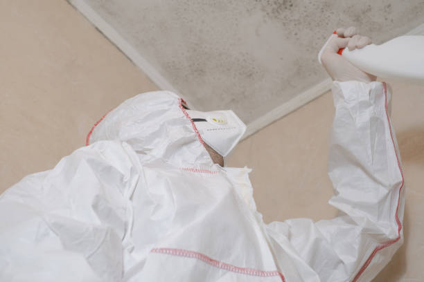 Northampton, MA Mold Removal Company