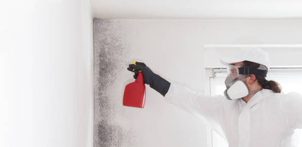 Best Office Mold Removal Services  in Northampton, MA