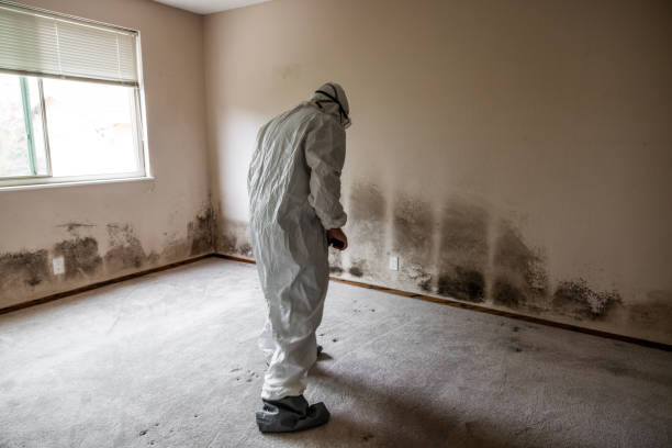 Best Black Mold Removal  in Northampton, MA