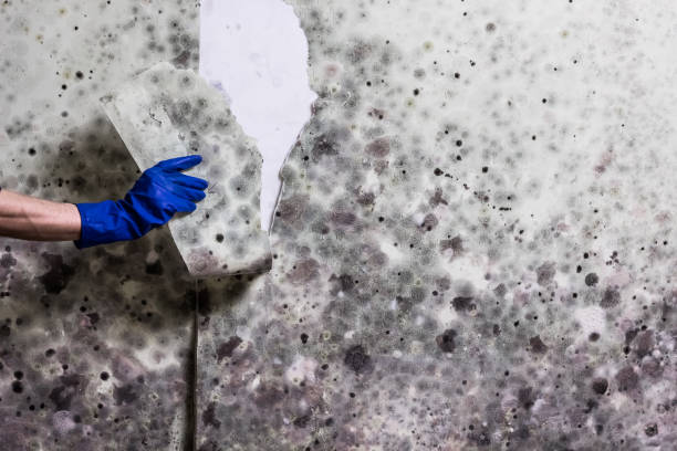 Home Mold Removal in Northampton, MA